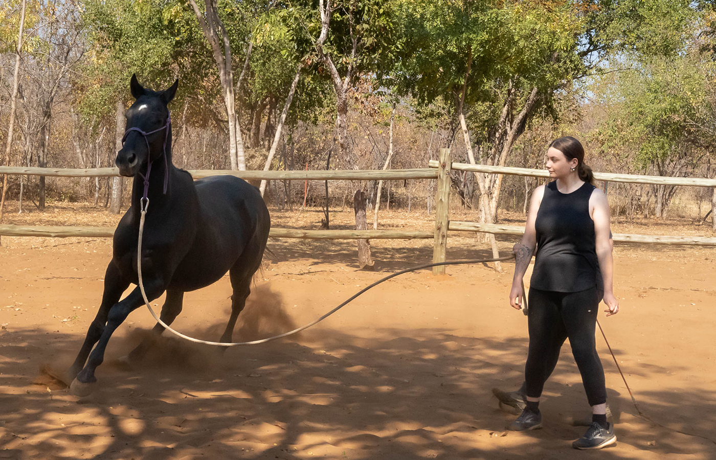 Learning the Art of Natural Horsemanship through Join-Up