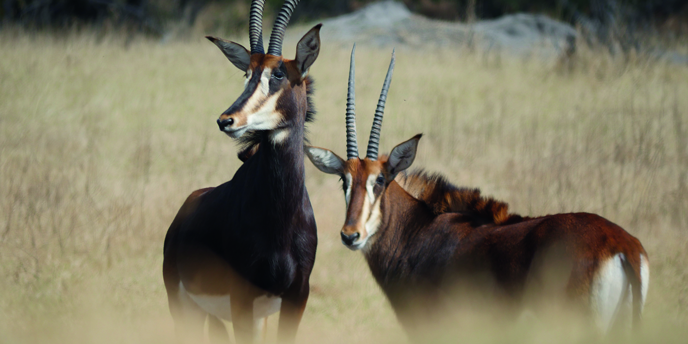 African sable in Victoria Falls Zambezi National Park, Zimbabwe