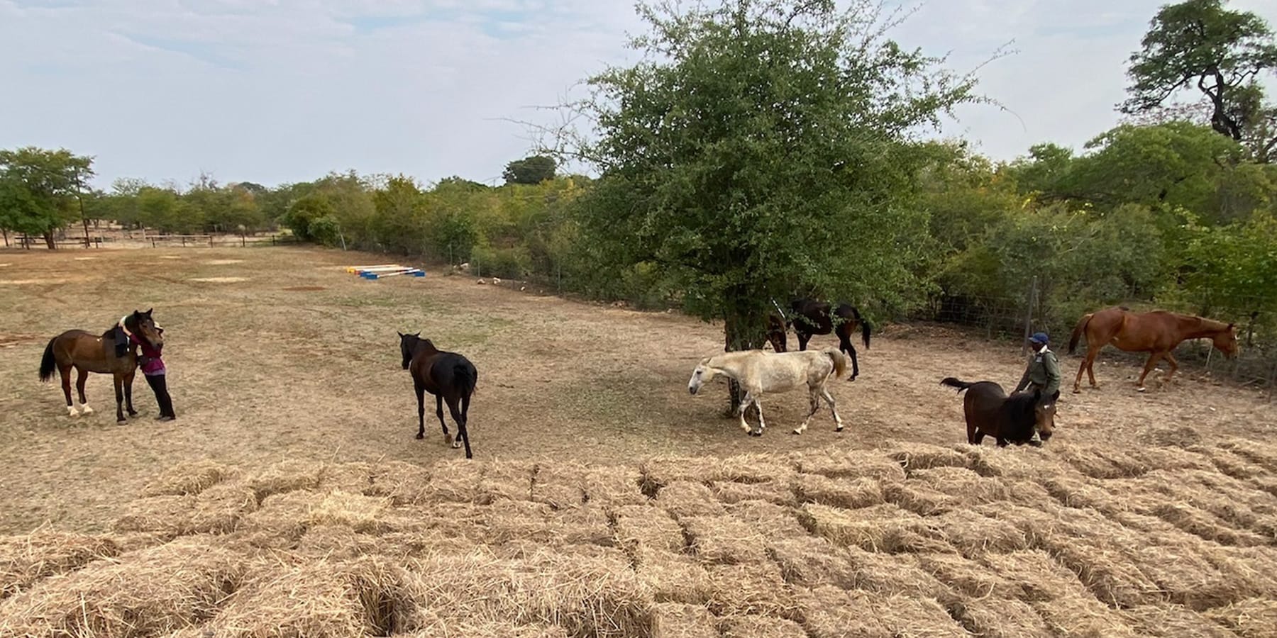 Wild Bhiza horses travelling to the new homestead stables location in Chisuma Village near Victoria Falls