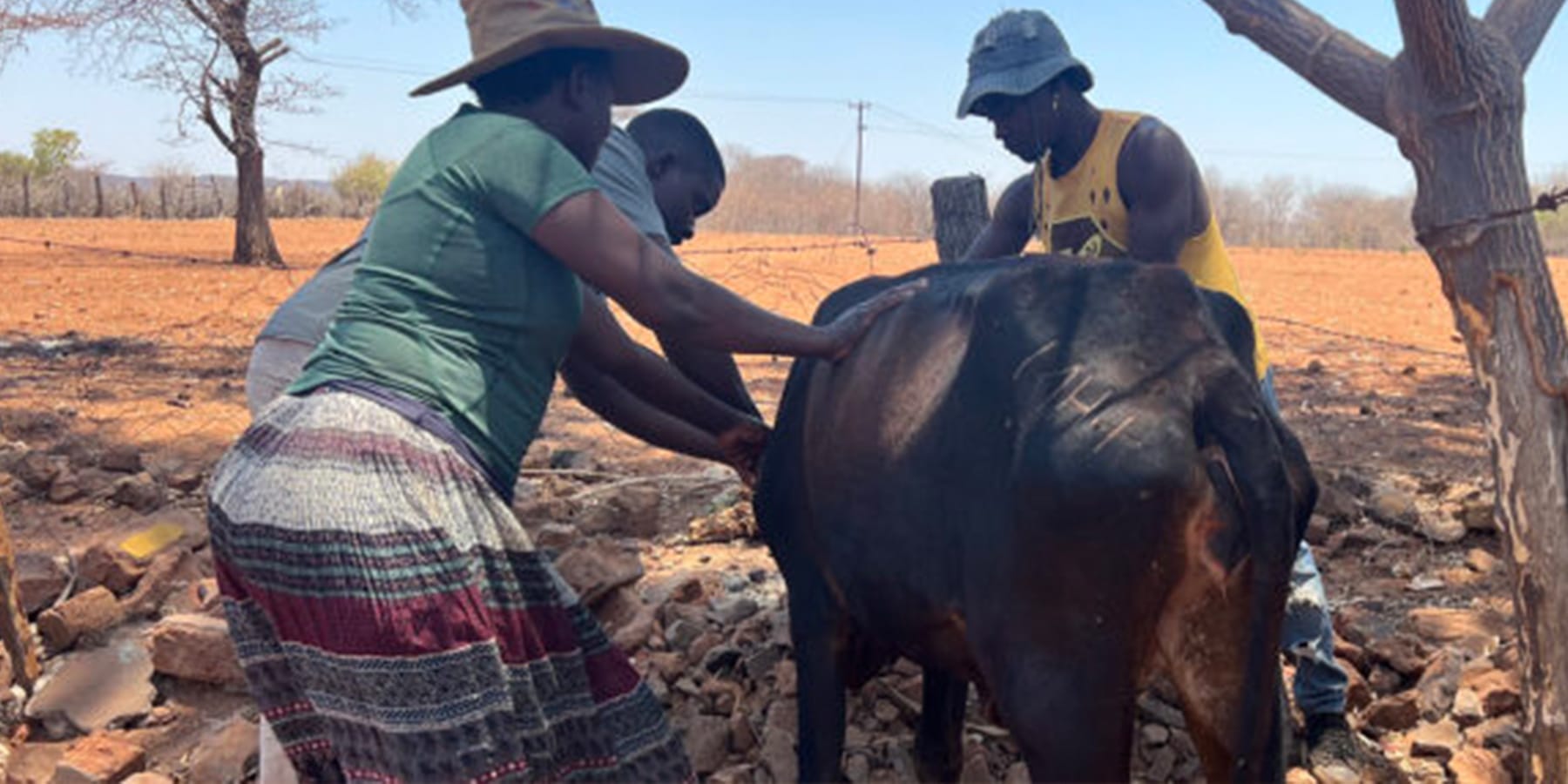 Community veterinary care program with Dr Isaac Moyo treating donkey in rural village supported by Wild Bhiza animal welfare initiative in Chisuma Village Zimbabwe near Victoria Falls