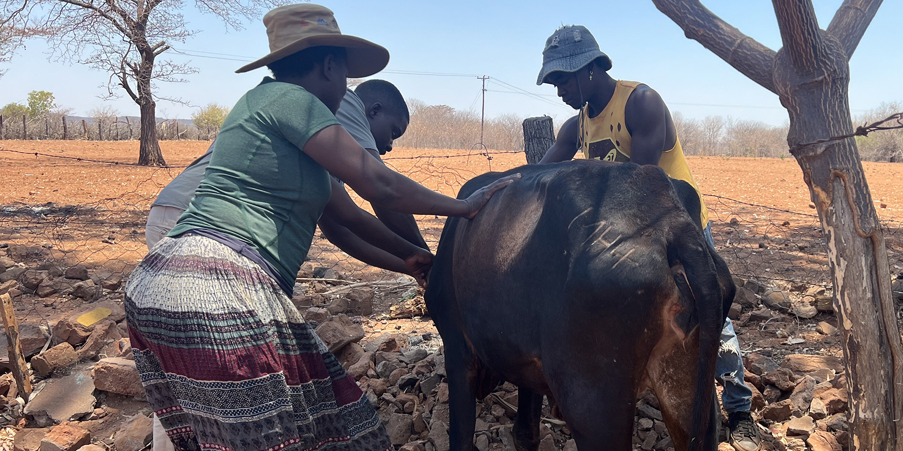 Dr. Isaac Moyo de-worming a cow.