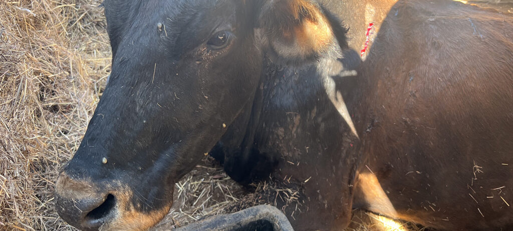 cow that was struggling to stand