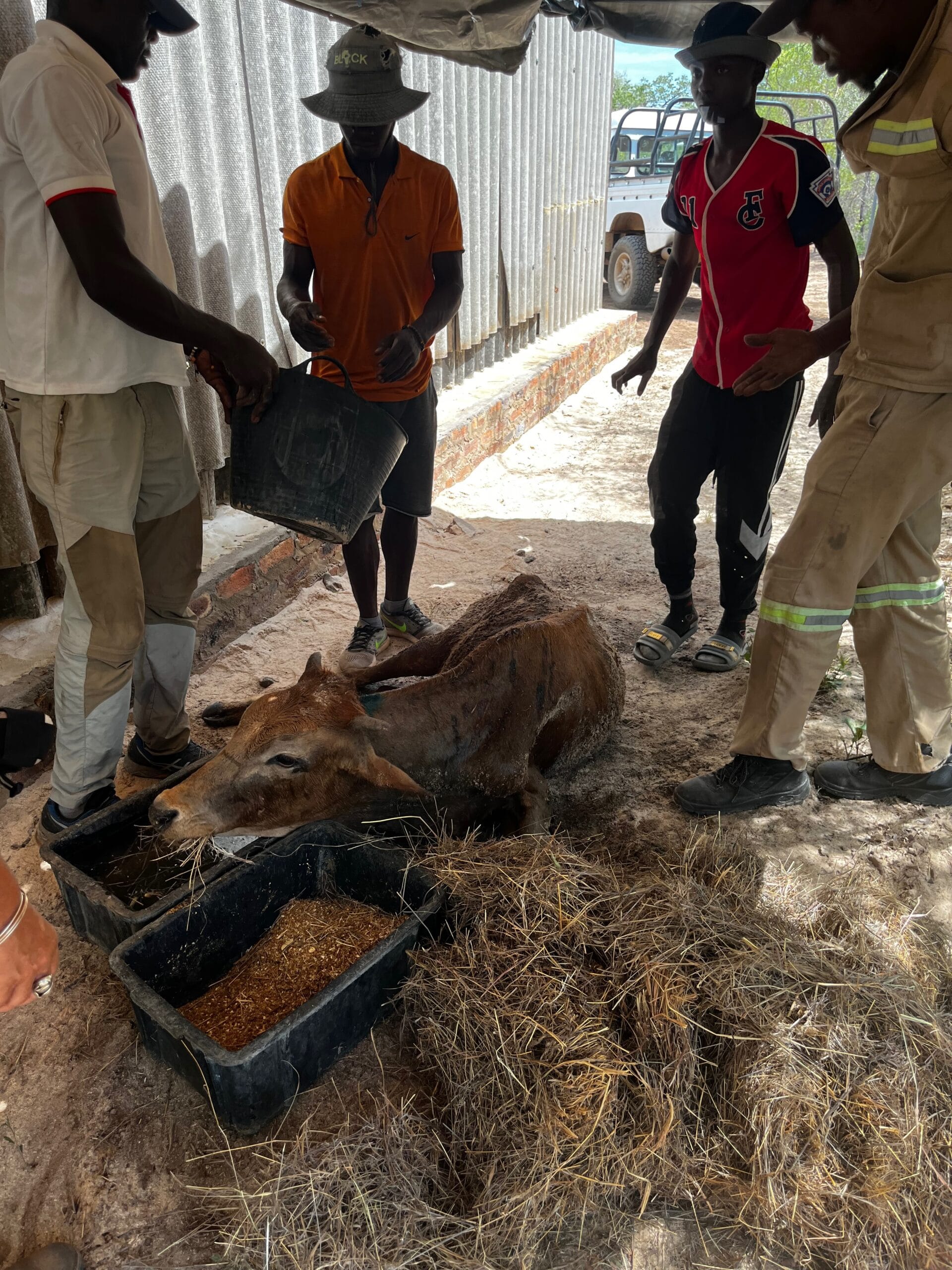 Community Animal Welfare Veterinary Care Wild Bhiza Zimbabwe Volunteers Program Veterinary care for community animals provided by Wild Bhiza volunteers and Dr. Isaac Moyo near Victoria Falls, Zimbabwe, free animal health services