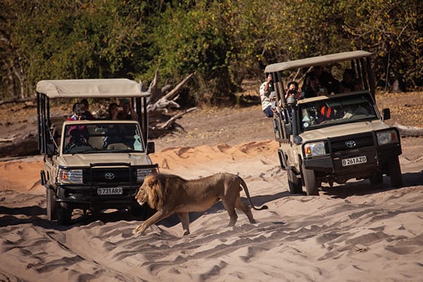 Safari Zambezi River Elephants Victoria Falls Zimbabwe Boat safari on the Zambezi River viewing elephants, hippos and wildlife near Victoria Falls, Zimbabwe