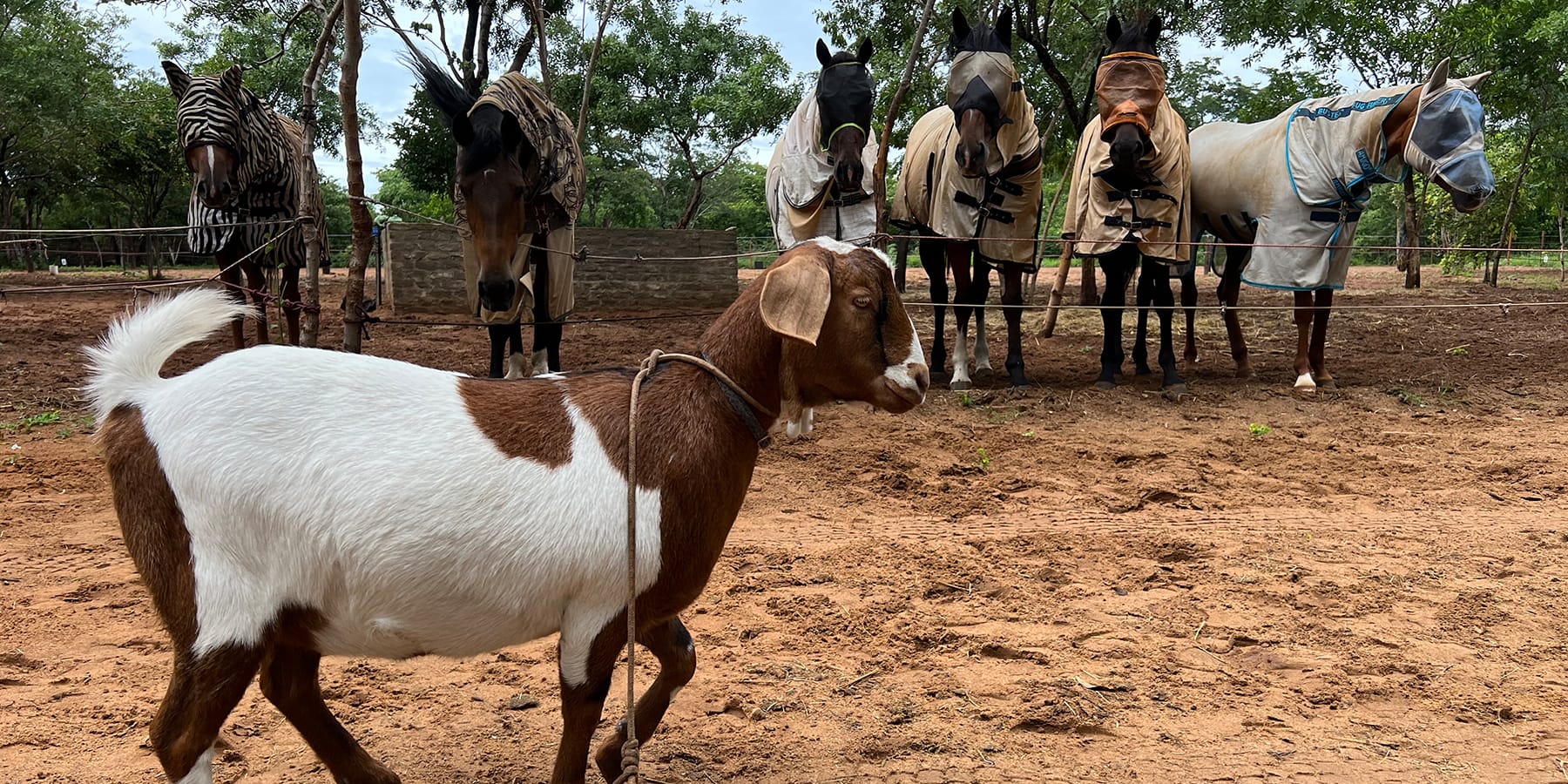 Wild Bhiza horses wearing fly masks and sheets for insect protection with goat in foreground at farm facilities in Chisuma Village Zimbabwe near Victoria Falls