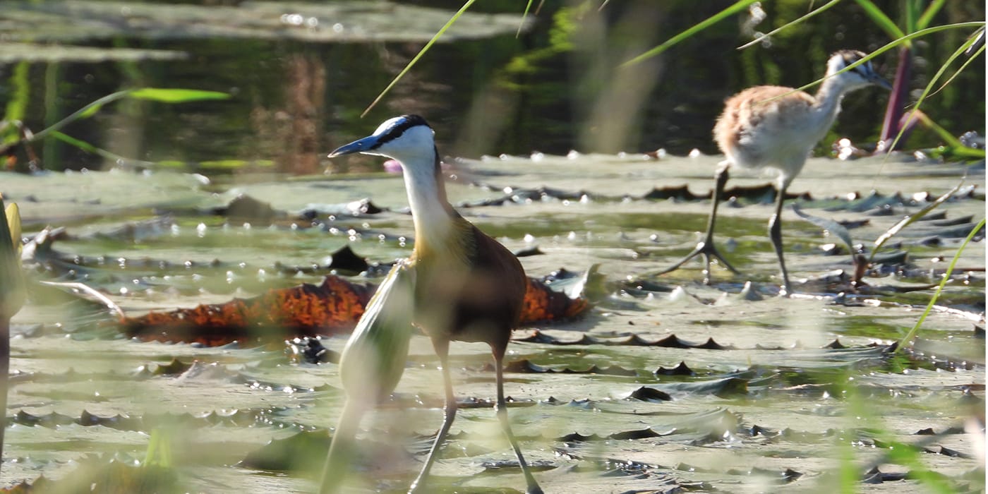 African jacana walking on water lily pads near Victoria Falls, Zimbabwe showcasing wetland birdlife and unique bird behaviour
