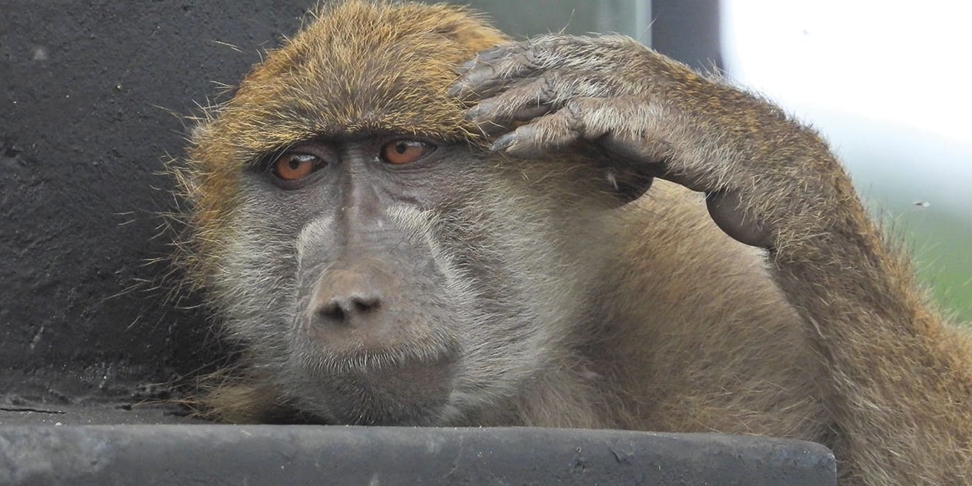 Close-up of a wild baboons in the Victoria Falls area, Zimbabwe showing local wildlife encounters