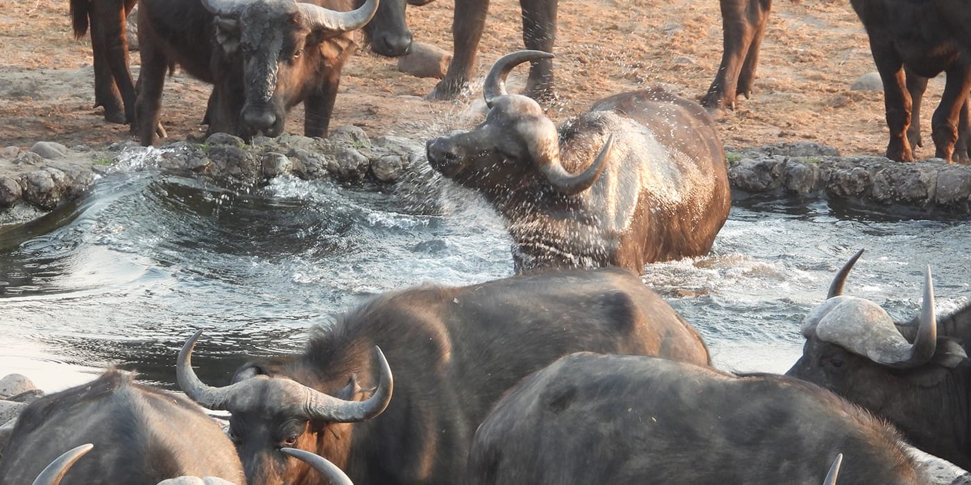 African buffalo bathing and splashing in waterhole near Victoria Falls, Zimbabwe wildlife safari