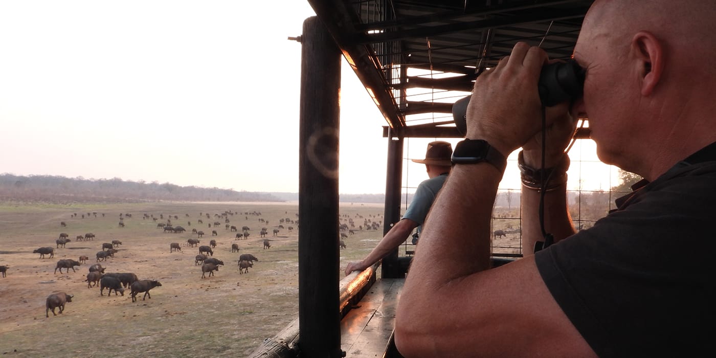 Tourists viewing large buffalo herd from elevated safari platform at sunrise near Victoria Falls, Zimbabwe