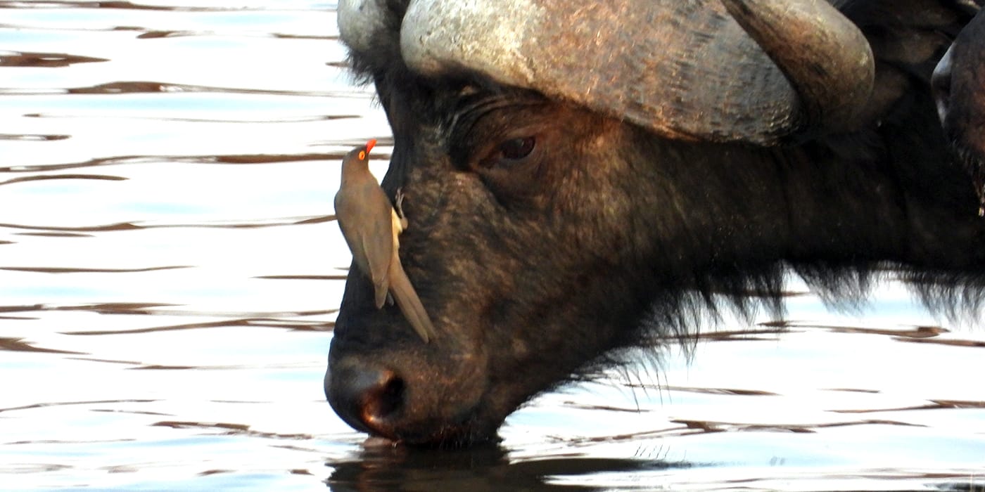 African buffalo drinking water with red-billed oxpecker bird on head near Victoria Falls, Zimbabwe wildlife