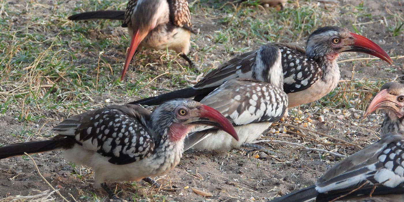 Group of red-billed hornbills feeding on the ground near Victoria Falls, Zimbabwe showcasing diverse African birdlife and birdwatching opportunities