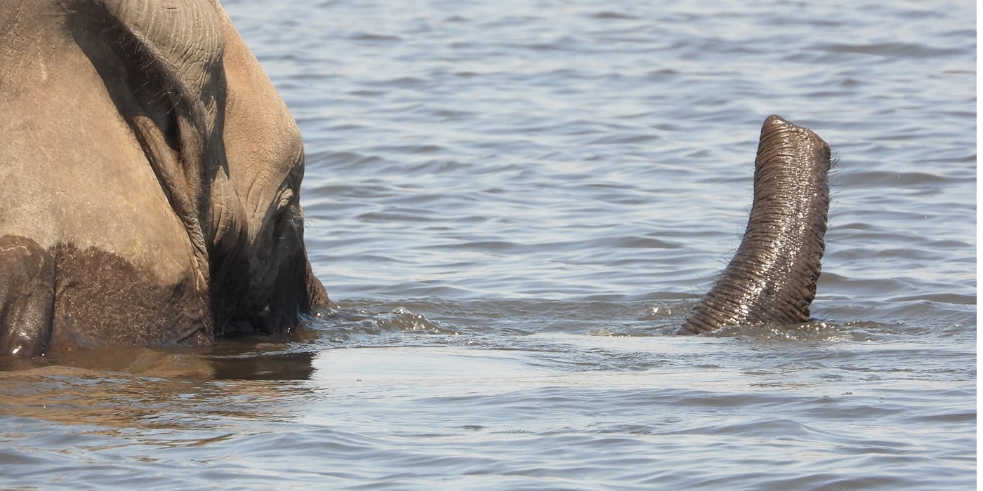 African elephant using its trunk to drink at a waterhole near Victoria Falls, Zimbabwe with a bird nearby