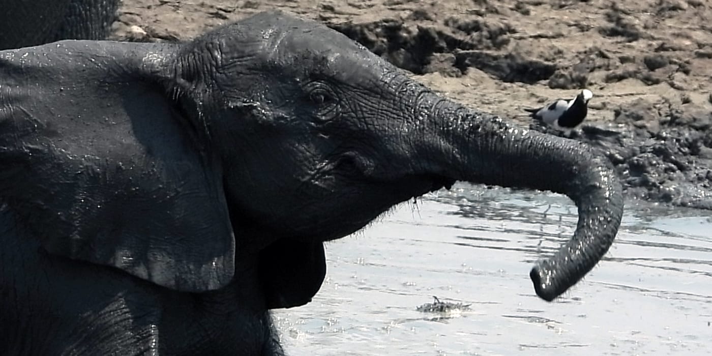 African elephant using its trunk to drink at a waterhole near Victoria Falls, Zimbabwe with a bird nearby
