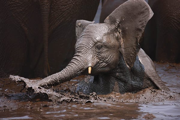 elephant-encounter