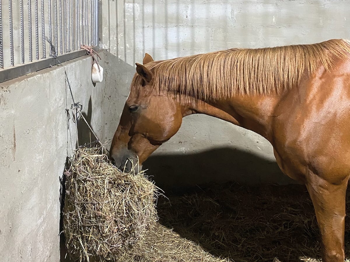Fineprint, a Wild Bhiza horse, receiving evening care and settling in for bedtime at the stables near Victoria Falls, showing excellent horse welfare practices