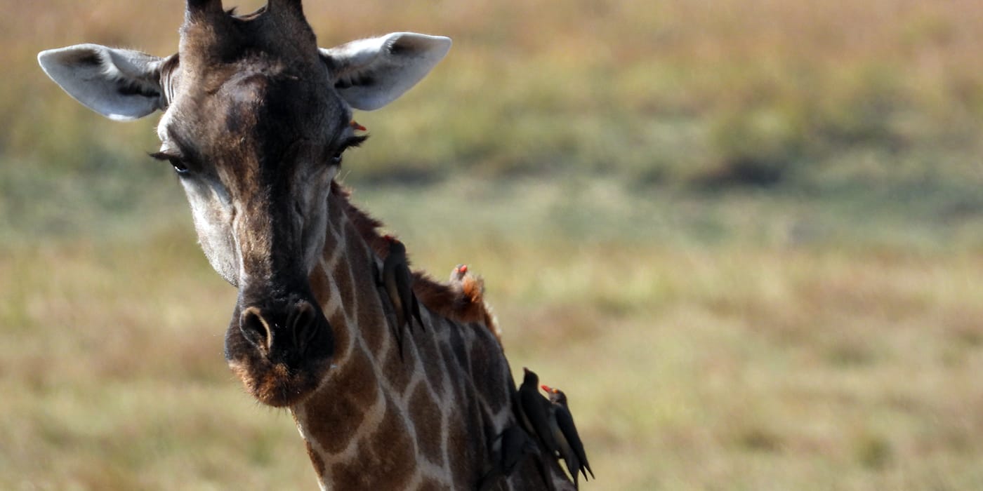 Giraffe portrait with red-billed oxpecker birds on neck during a safari near Victoria Falls, Zimbabwe
