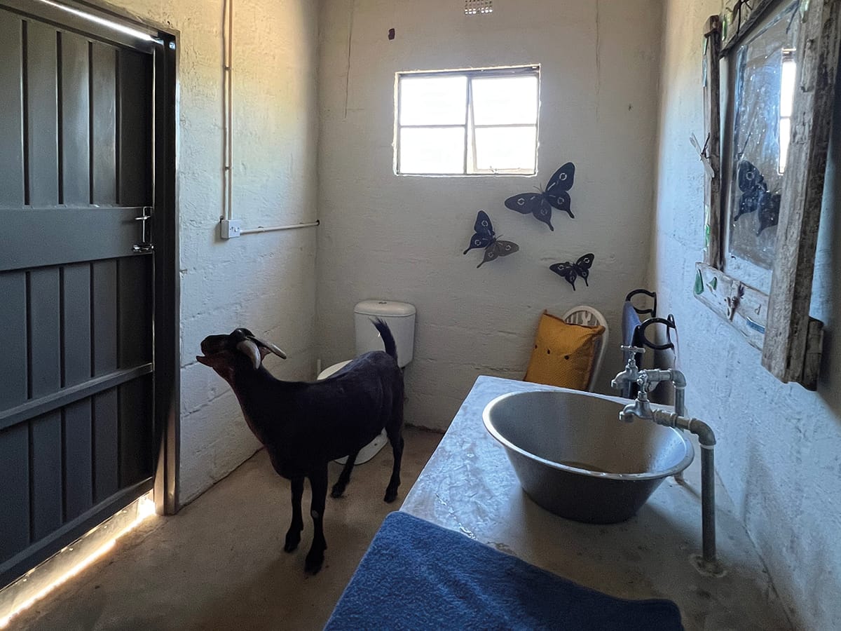 Friendly goat exploring rustic outdoor shower at Wild Bhiza traditional homestead, showing authentic African village life near Victoria Falls, Zimbabwe
