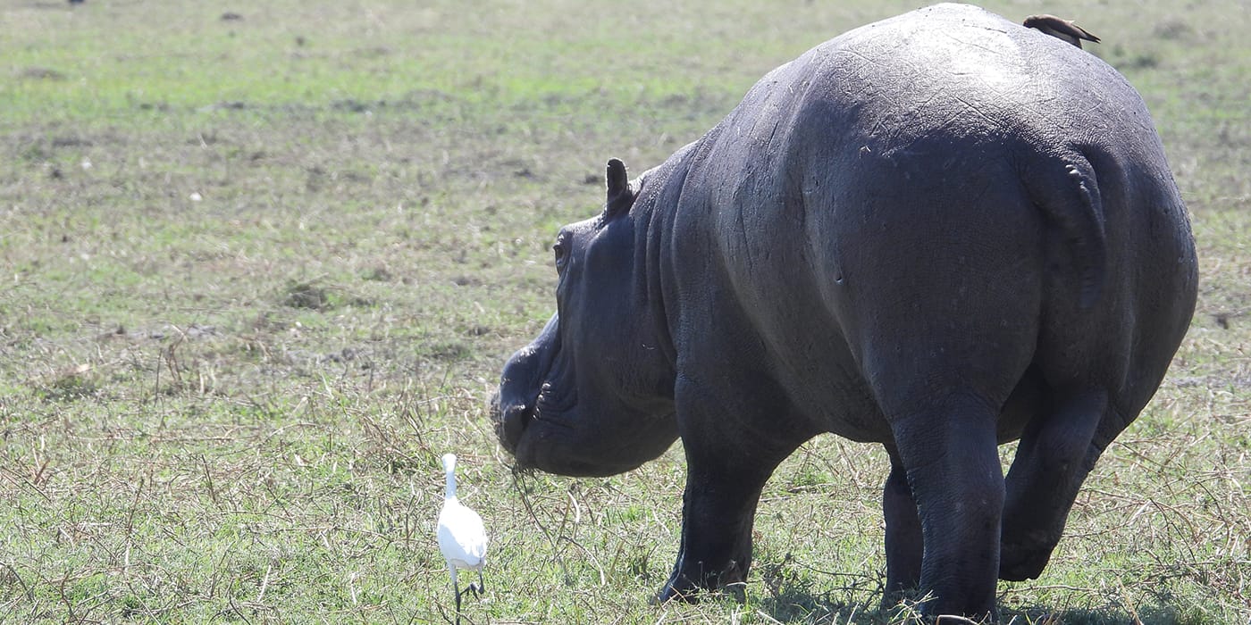 Wild hippo grazing in grassland with white cattle egret near Victoria Falls, Zimbabwe showcasing authentic African wildlife encounters