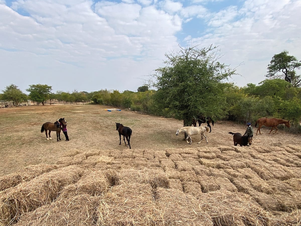 Gentle horses grazing in traditional homestead paddock at Wild Bhiza Stables near Victoria Falls, Zimbabwe, used for village riding tours and volunteer programs