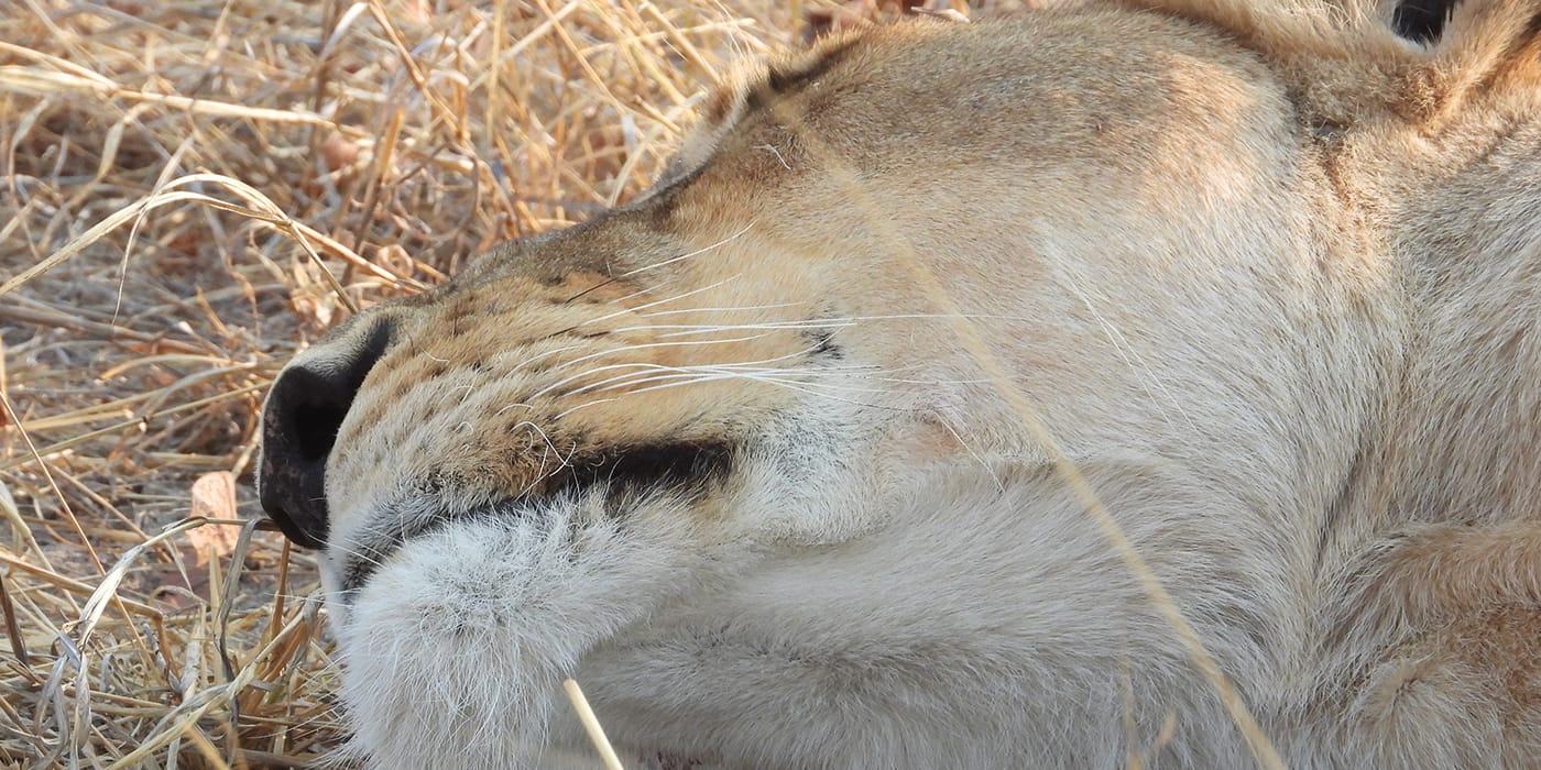 Close-up of resting lion on safari near Victoria Falls, Zimbabwe showing big cat wildlife