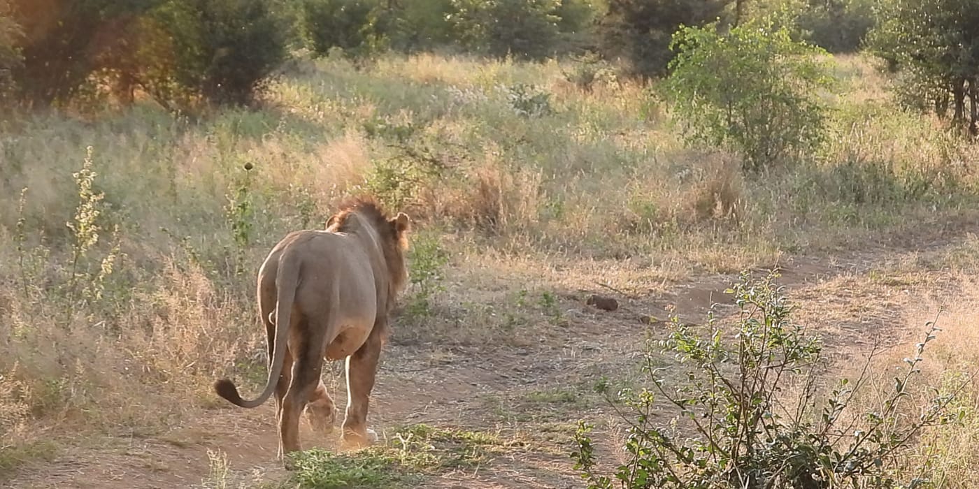 African lion walking through golden bush landscape near Victoria Falls, Zimbabwe showcasing big five wildlife safari opportunities