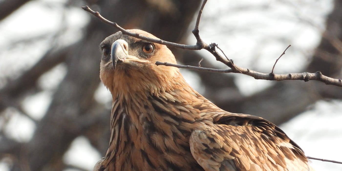 Brown raptor bird of prey perched on branch near Victoria Falls, Zimbabwe showing diverse birdlife