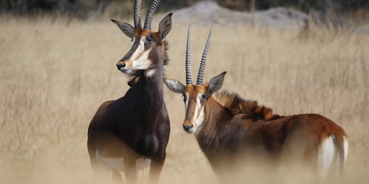 Pair of sable antelopes with curved horns in grassland near Victoria Falls, Zimbabwe showcasing rare African antelope species viewing opportunities