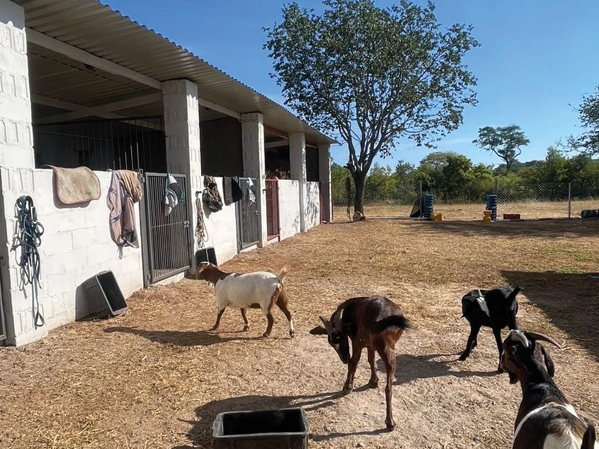 Farm animals and horse stables at Wild Bhiza authentic African homestead accommodation Zimbabwe